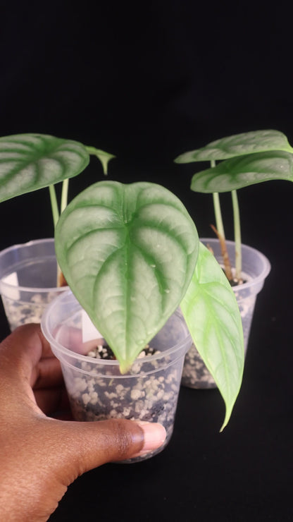 Alocasia baginda 'Silver Dragon' - Grower's Choice