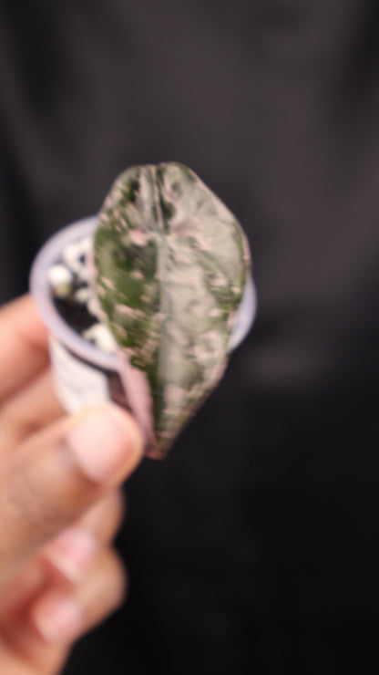 Alocasia Chantrieri pink (m01-A)