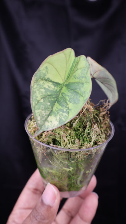 Alocasia nebula aurea (m12-A)