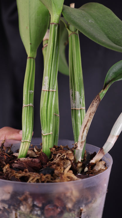 Rhyncholaeliocattleya 'Mira' (m02-A)