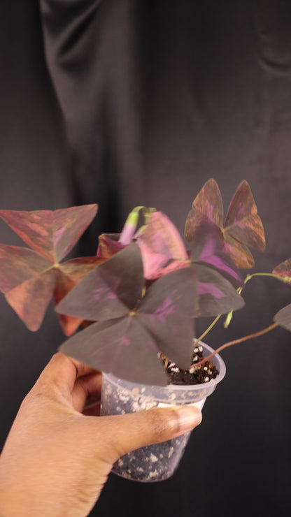 Oxalis triangularis variegated (m04-B)