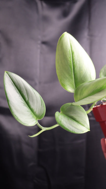 Scindapsus treubii 'Moonlight' (m11-A)