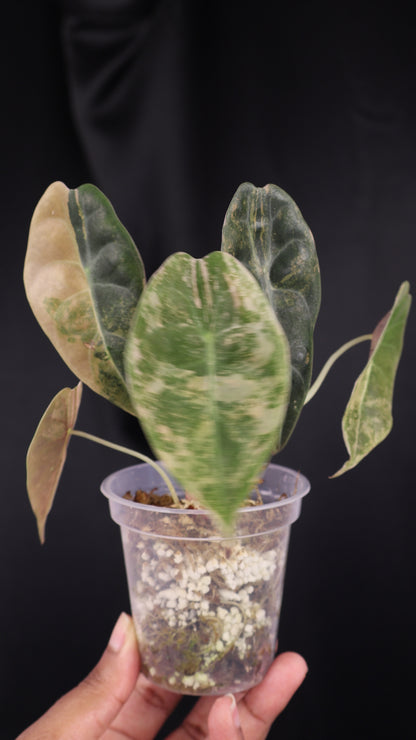 Alocasia 'Sedenii' gold (m04-C)
