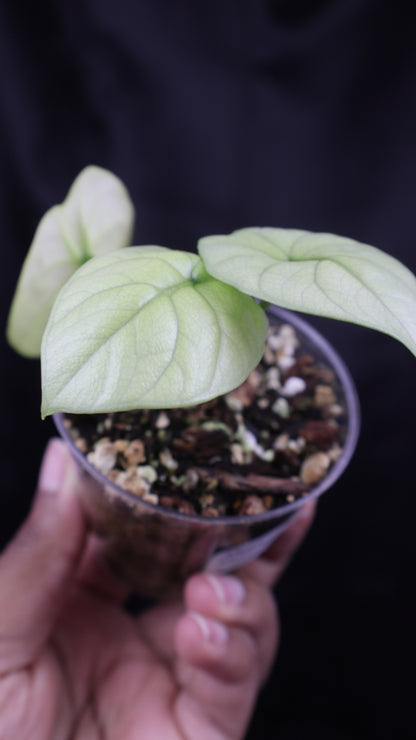 Alocasia sinuata mint (m11-A)