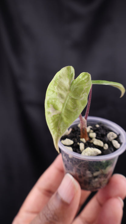 Alocasia pseudosanderiana pink (m01-A)