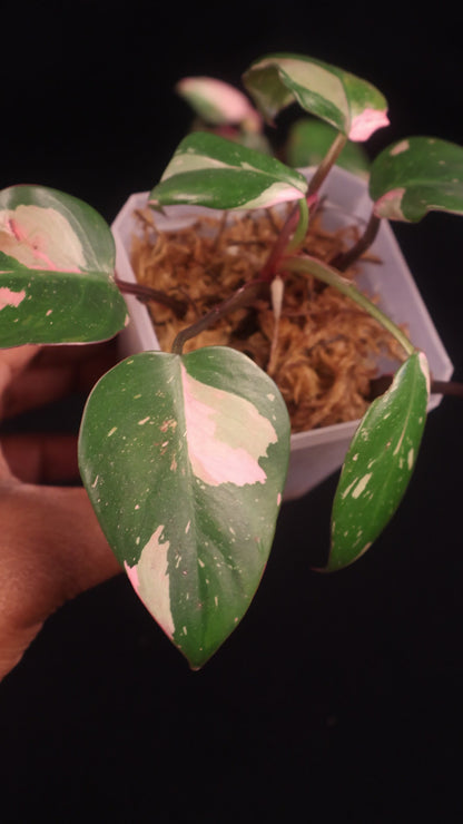 Philodendron Pink Princess Marbled - Grower's Choice